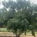 精品丛生茶条槭4米5米6米丛生茶条槭苗圃直供