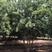 精品丛生茶条槭4米5米6米丛生茶条槭苗圃直供