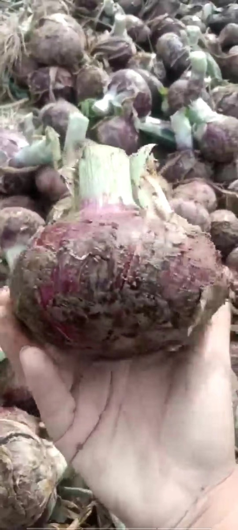 河南开封精品洋葱，产地直发，一手货源大量上市