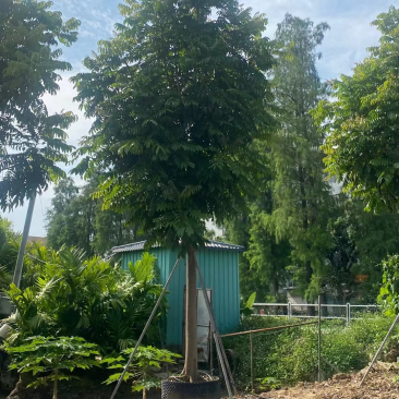 仁面仁面子各种规格基地大量现货供应，欢迎各位客户咨询