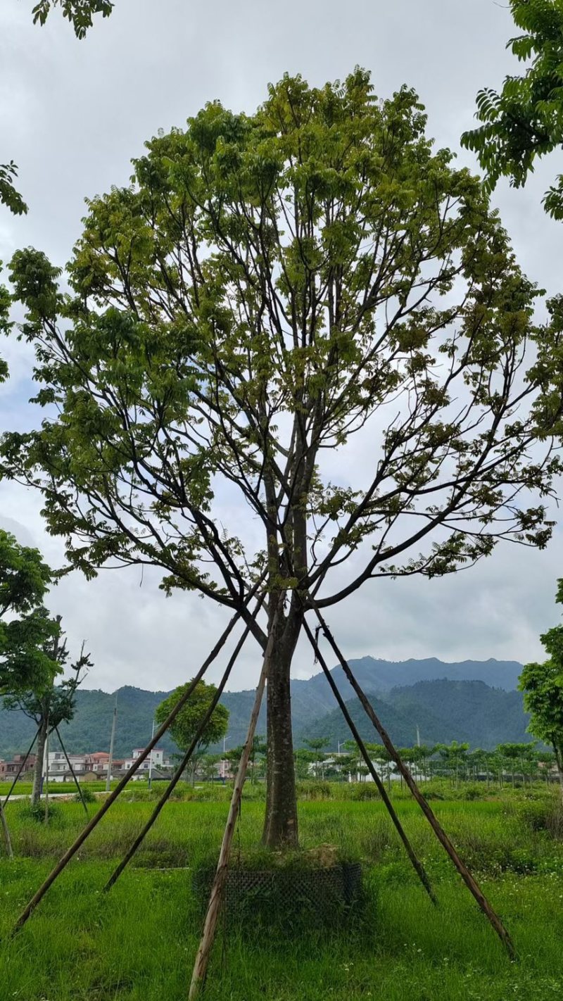 仁面仁面子各种规格基地大量现货供应，欢迎各位客户咨询