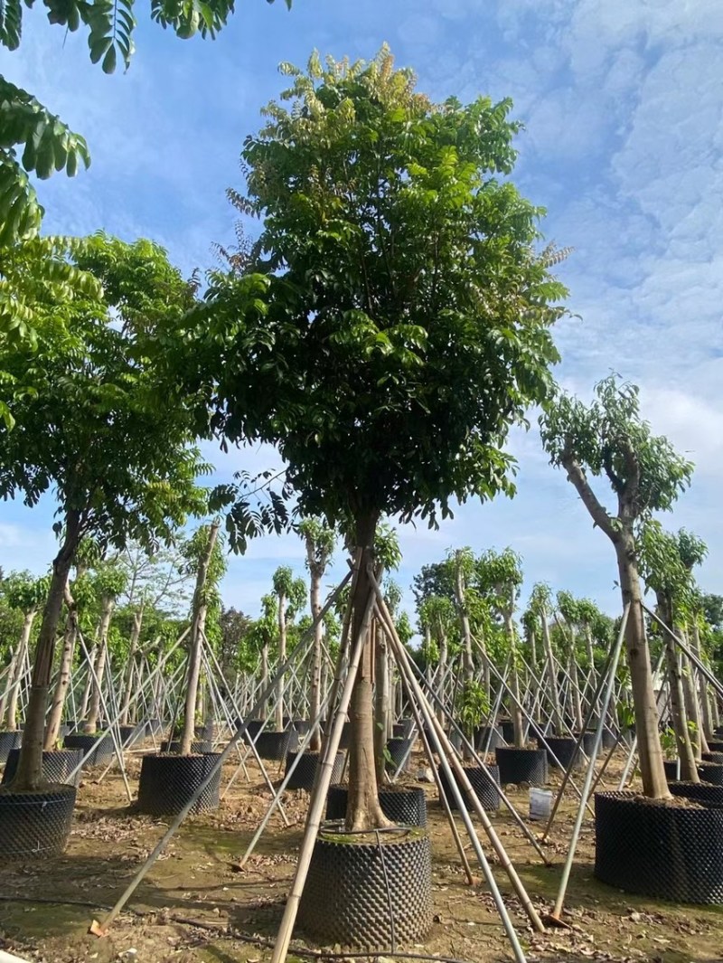 仁面仁面子各种规格基地大量现货供应，欢迎各位客户咨询