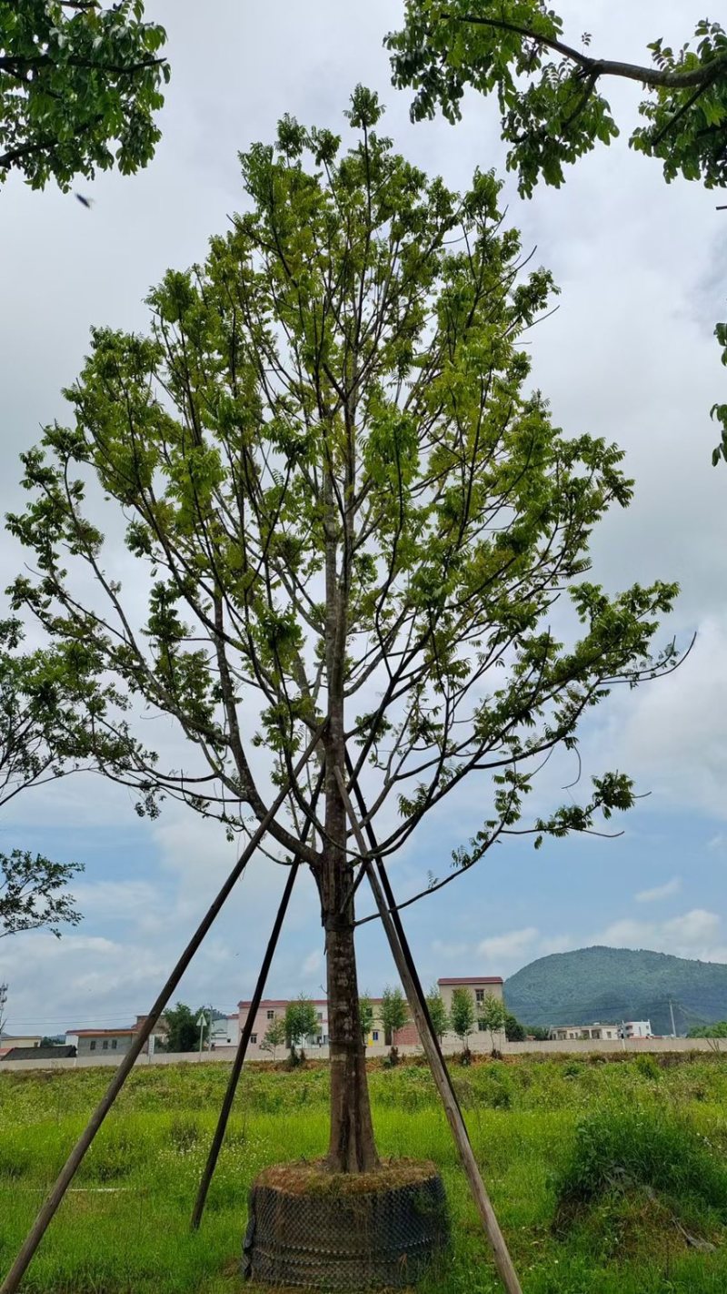 仁面仁面子各种规格基地大量现货供应，欢迎各位客户咨询