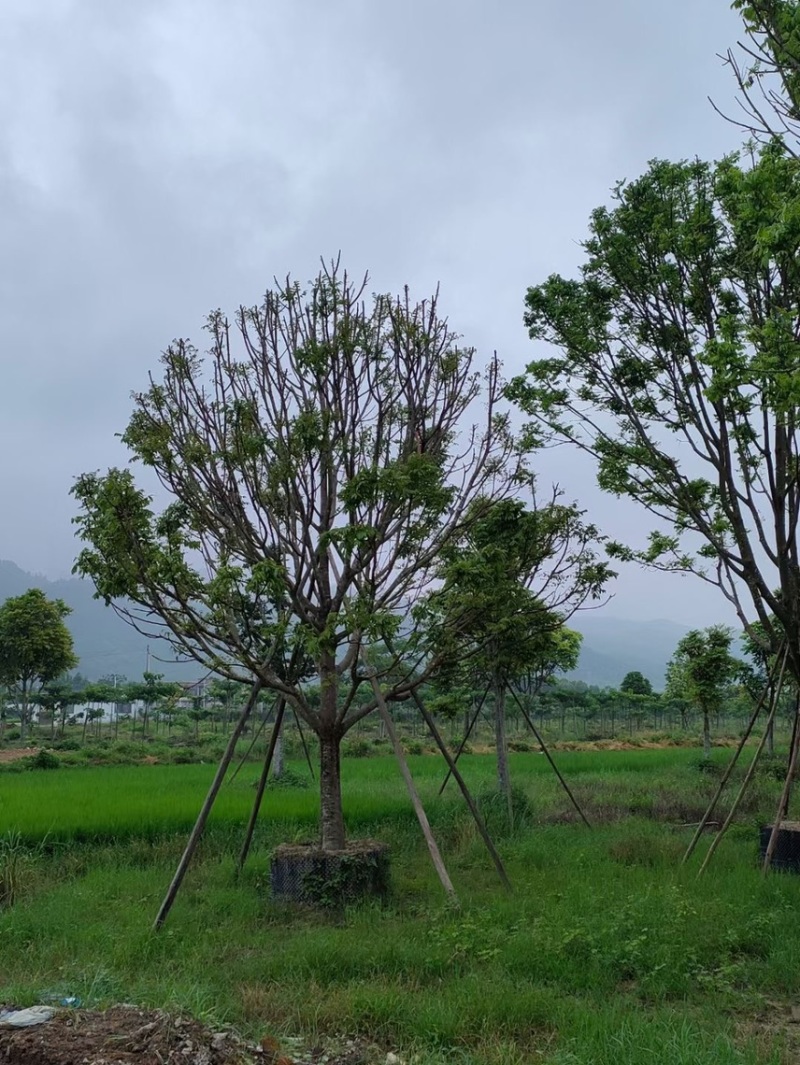 仁面仁面子各种规格基地大量现货供应，欢迎各位客户咨询