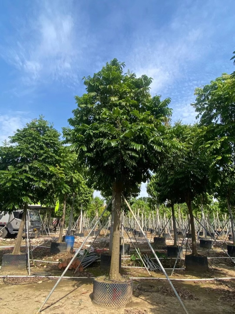 仁面仁面子各种规格基地大量现货供应，欢迎各位客户咨询