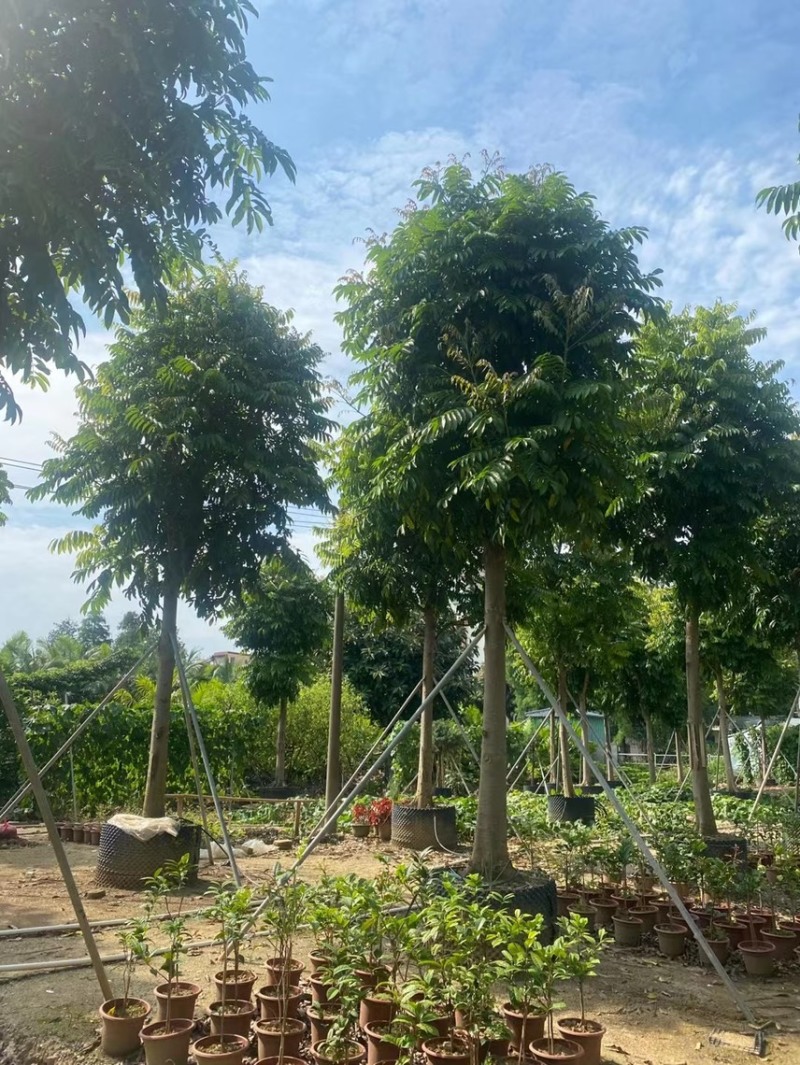 仁面仁面子各种规格基地大量现货供应，欢迎各位客户咨询
