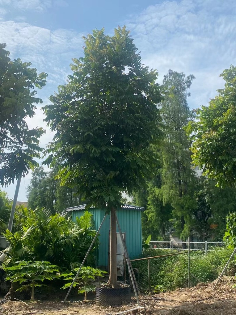仁面仁面子各种规格基地大量现货供应，欢迎各位客户咨询