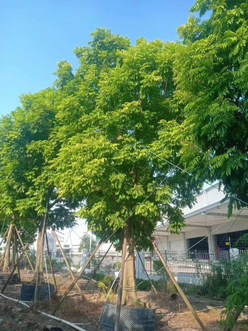 仁面仁面子各种规格基地大量现货供应，欢迎各位客户咨询