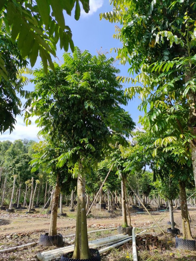 仁面仁面子各种规格基地大量现货供应，欢迎各位客户咨询