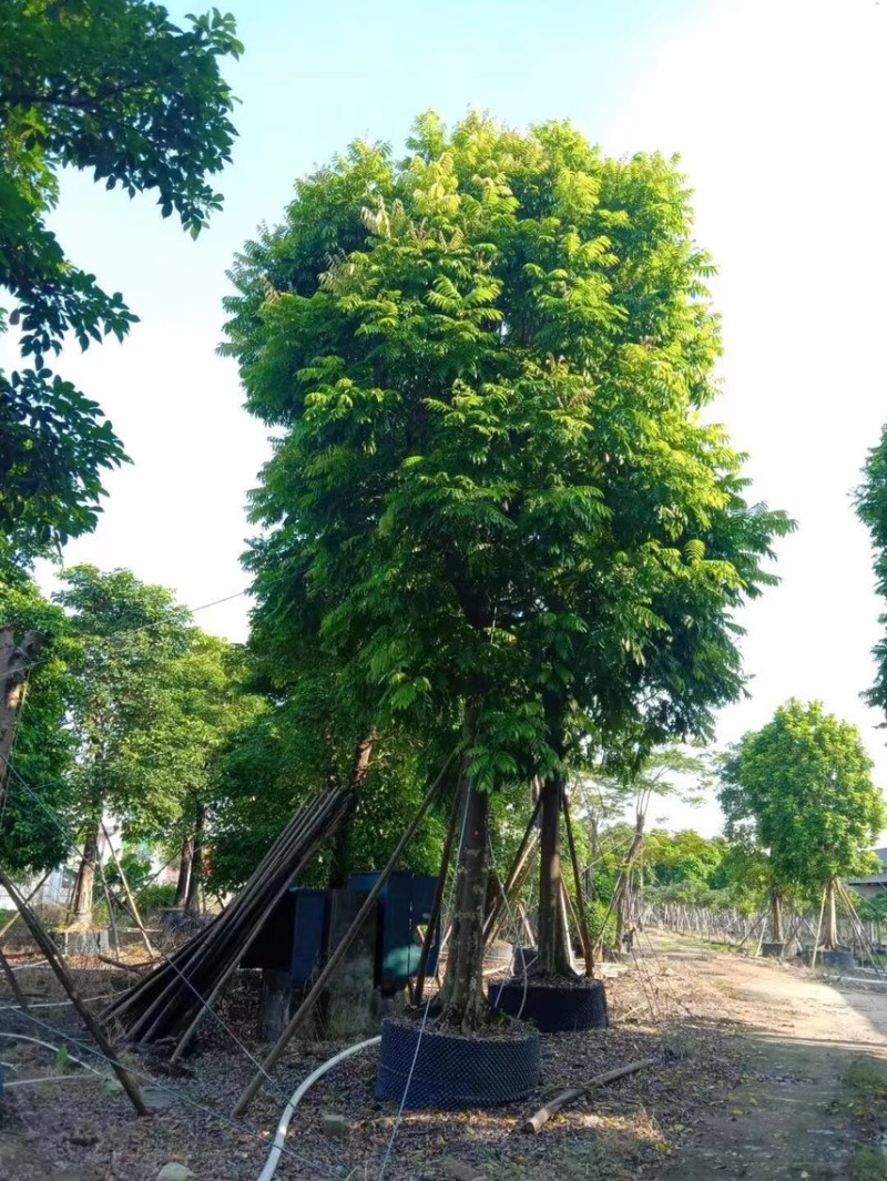 仁面仁面子各种规格基地大量现货供应，欢迎各位客户咨询