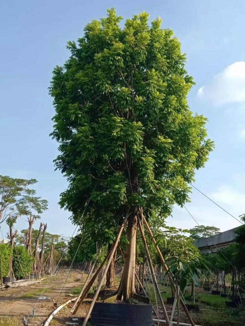 仁面仁面子各种规格基地大量现货供应，欢迎各位客户咨询