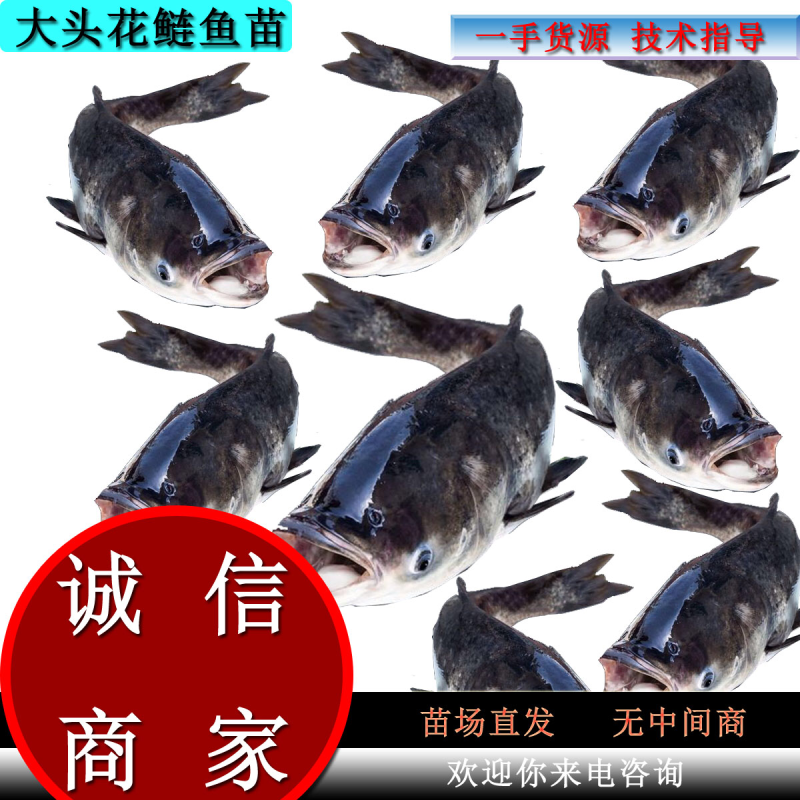 花鲢苗大头苗优质花鲢鳙鱼苗优质种苗胖头鱼
