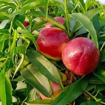 珍珠栆油桃现货供应欢迎采购果面干净口感脆甜