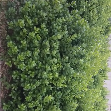 树