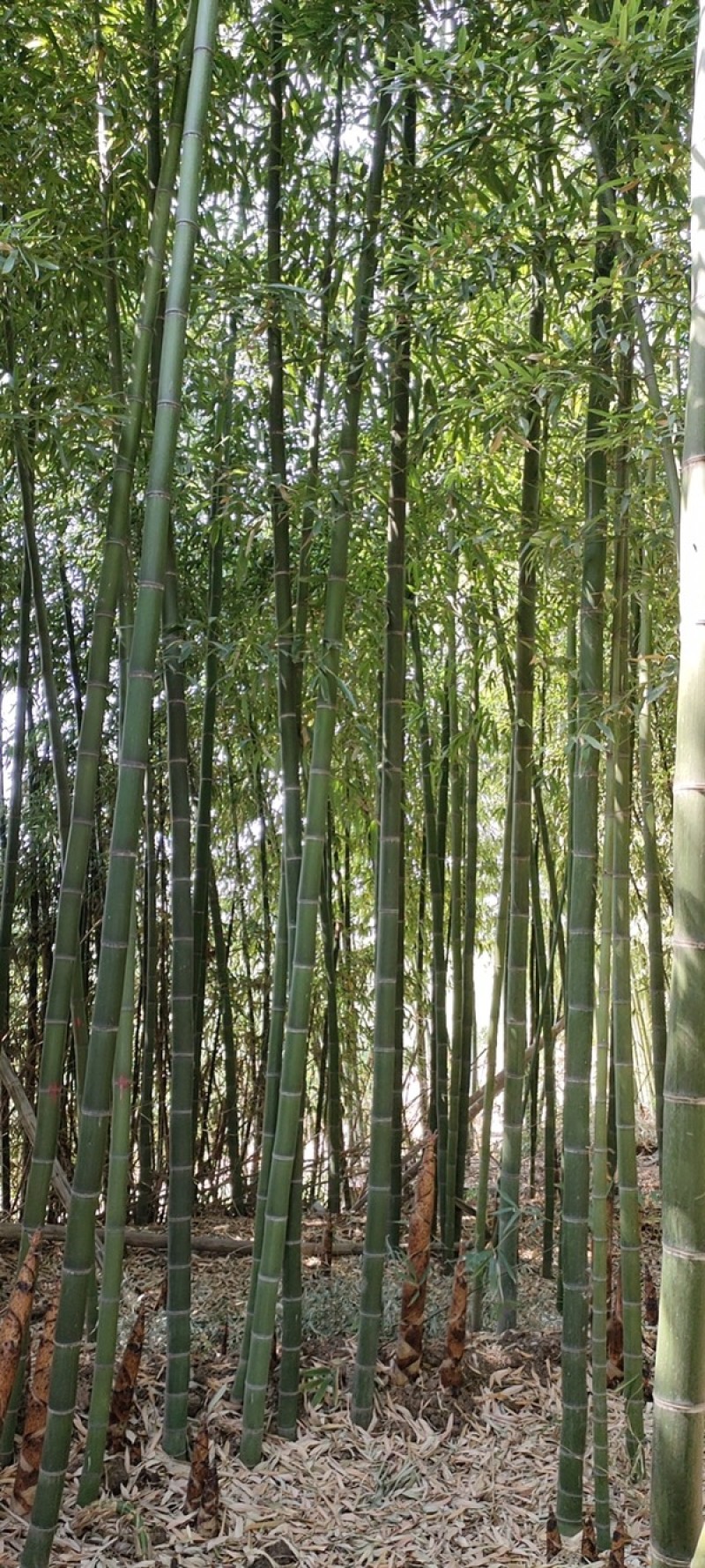 竹苗。银环竹。大竹子。小竹子等各种竹子