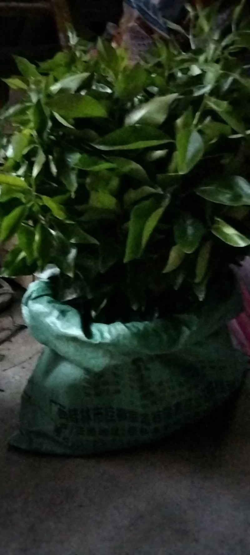 新品种爱莎(华美1号)柑橘苗，十月份成熟，可视频挖苗