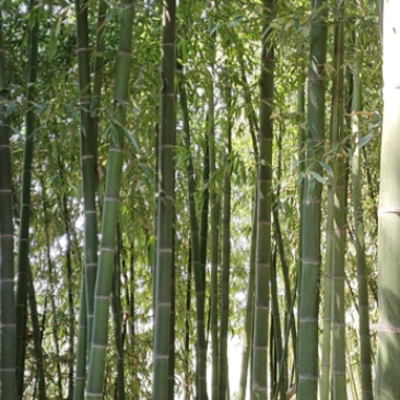 竹苗。银环竹。大竹子。小竹子等各种竹子