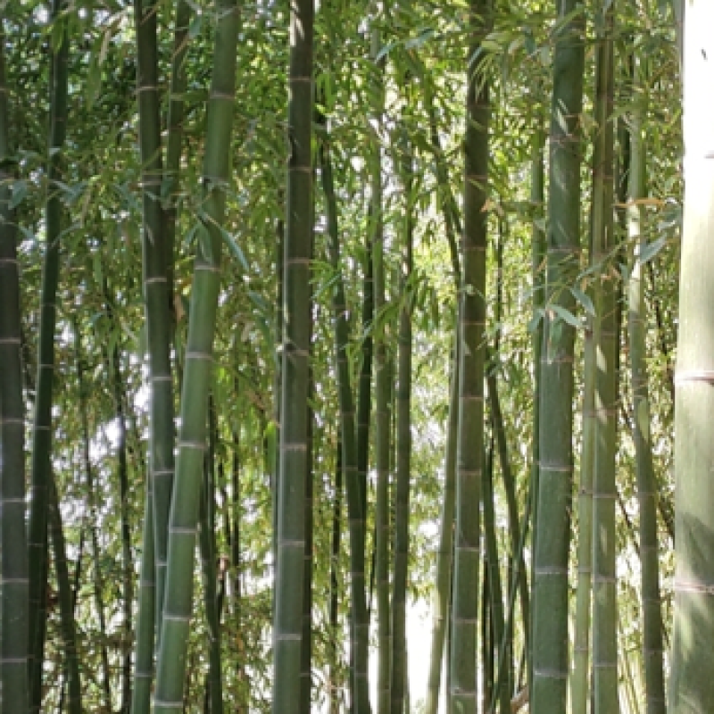 竹苗。银环竹。大竹子。小竹子等各种竹子