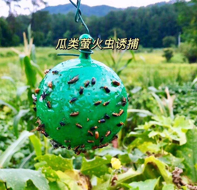 诱蝇球用于柑桔大小实蝇果蝇针蜂瓜实蝇萤火虫等飞虫