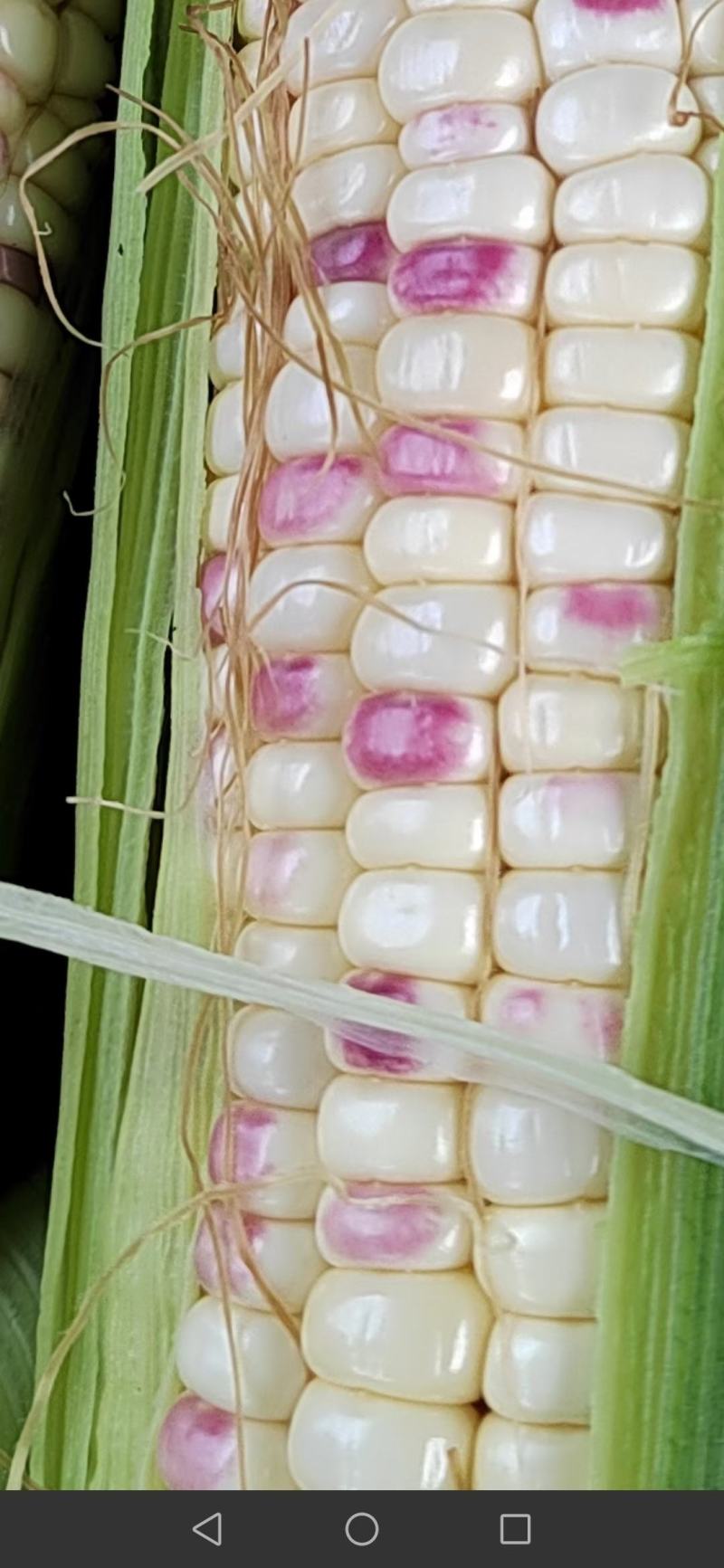 花糯玉米