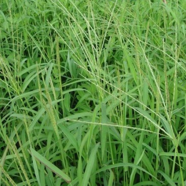 马唐草种子青草药谷莠子羊麻羊粟马饭北方南方马塘夏秋播