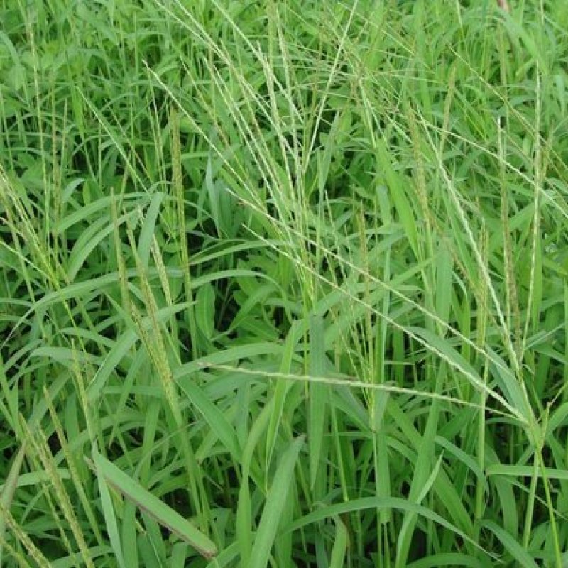 马唐草种子青草药谷莠子羊麻羊粟马饭北方南方马塘夏秋播