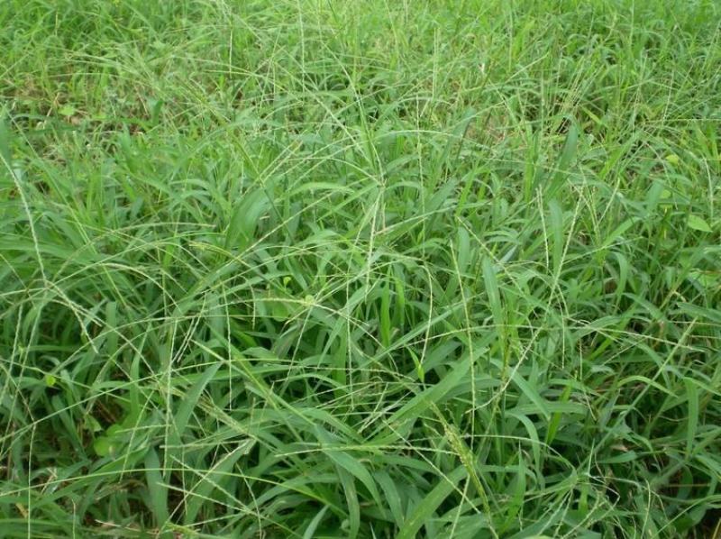 马唐草种子青草药谷莠子羊麻羊粟马饭北方南方马塘夏秋播