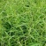 马唐草种子青草药谷莠子羊麻羊粟马饭北方南方马塘夏秋播