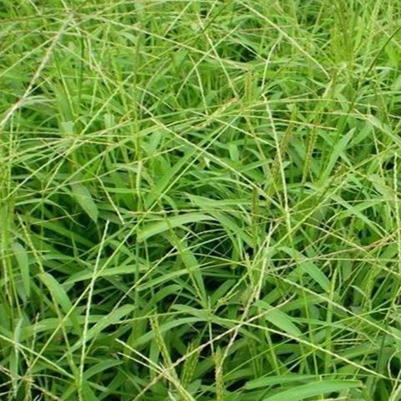 马唐草种子青草药谷莠子羊麻羊粟马饭北方南方马塘夏秋播