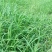 马唐草种子青草药谷莠子羊麻羊粟马饭北方南方马塘夏秋播