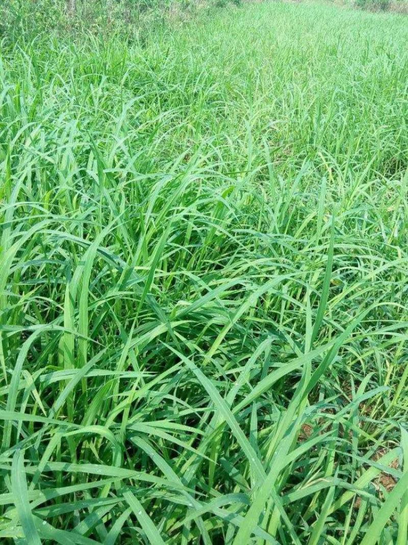 马唐草种子青草药谷莠子羊麻羊粟马饭北方南方马塘夏秋播