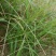 马唐草种子青草药谷莠子羊麻羊粟马饭北方南方马塘夏秋播