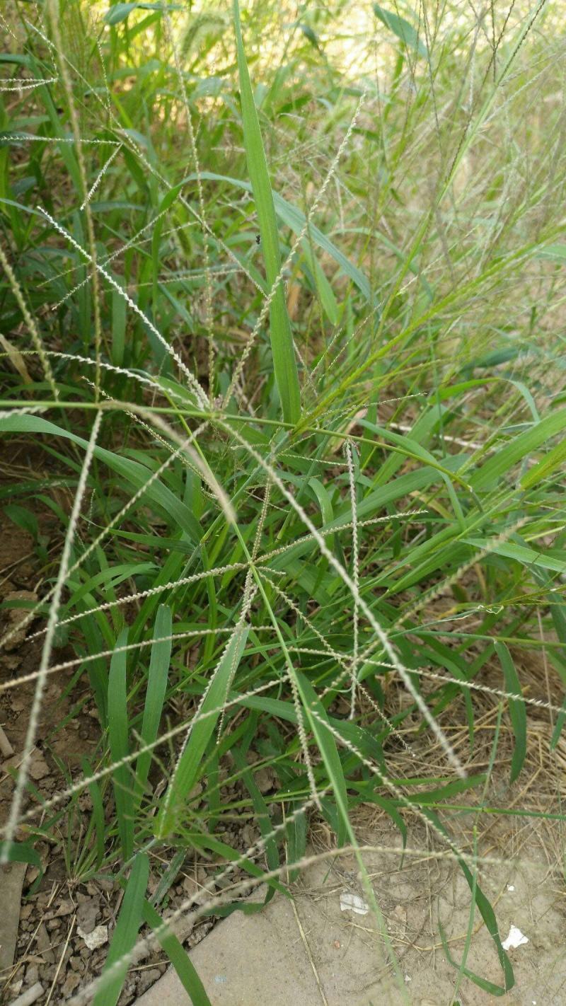 马唐草种子青草药谷莠子羊麻羊粟马饭北方南方马塘夏秋播