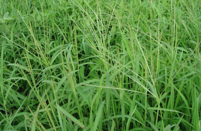 马唐草种子青草药谷莠子羊麻羊粟马饭北方南方马塘夏秋播
