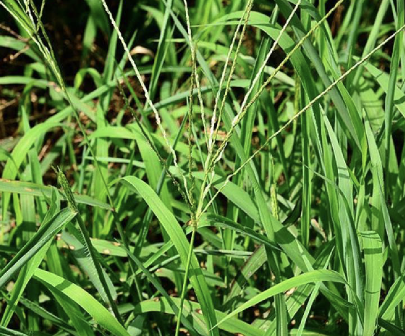 马唐草种子青草药谷莠子羊麻羊粟马饭北方南方马塘夏秋播