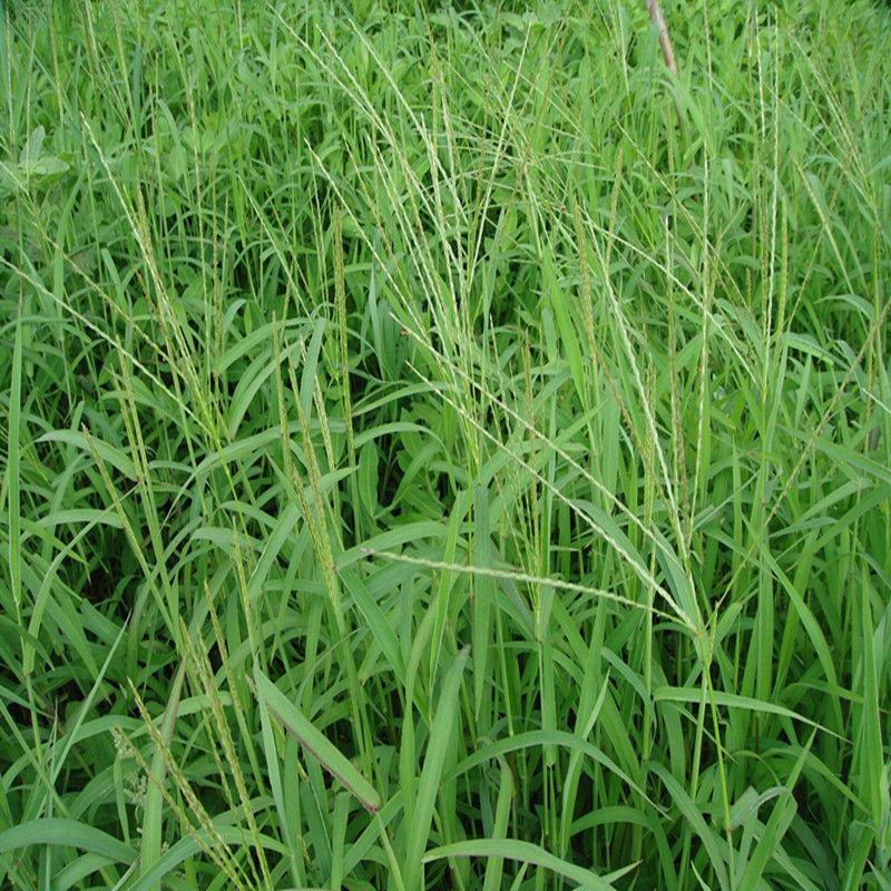 马唐草种子青草药谷莠子羊麻羊粟马饭北方南方马塘夏秋播