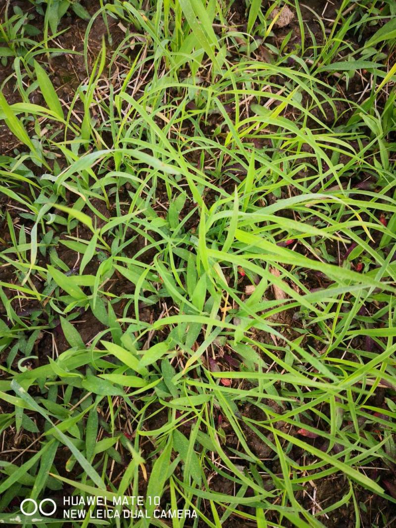 马唐草种子青草药谷莠子羊麻羊粟马饭北方南方马塘夏秋播