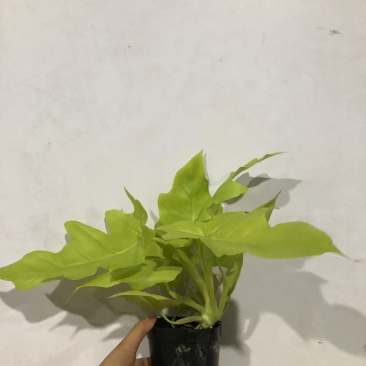 春雨（黄金春雨）基地直销观叶绿植盆栽全国一件代发物美价廉