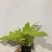 春雨（黄金春雨）基地直销观叶绿植盆栽全国一件代发物美价廉