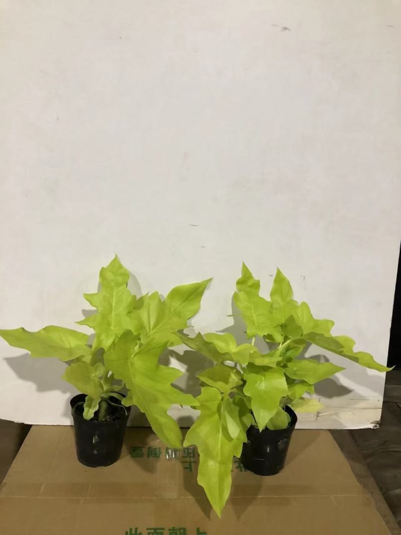 春雨（黄金春雨）基地直销观叶绿植盆栽全国一件代发物美价廉