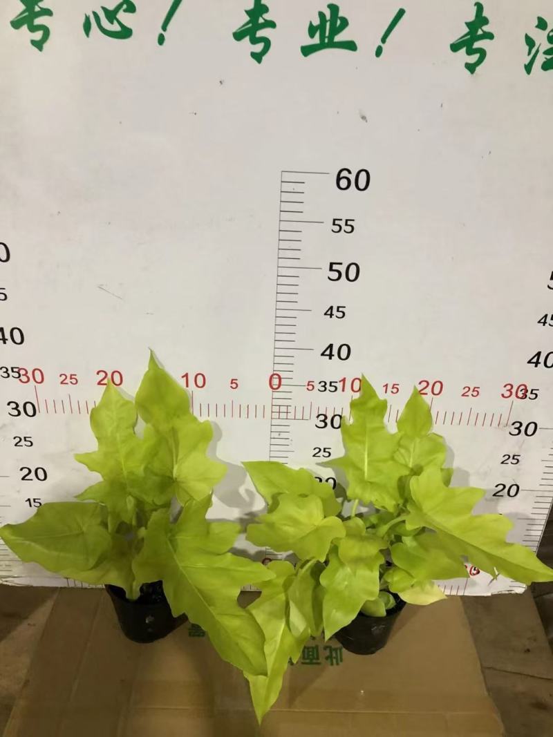 春雨（黄金春雨）基地直销观叶绿植盆栽全国一件代发物美价廉