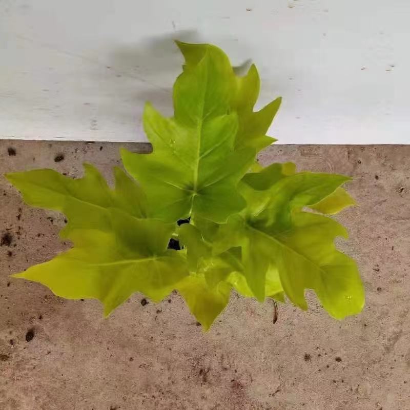 春雨（黄金春雨）基地直销观叶绿植盆栽全国一件代发物美价廉