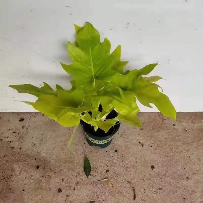 春雨（黄金春雨）基地直销观叶绿植盆栽全国一件代发物美价廉