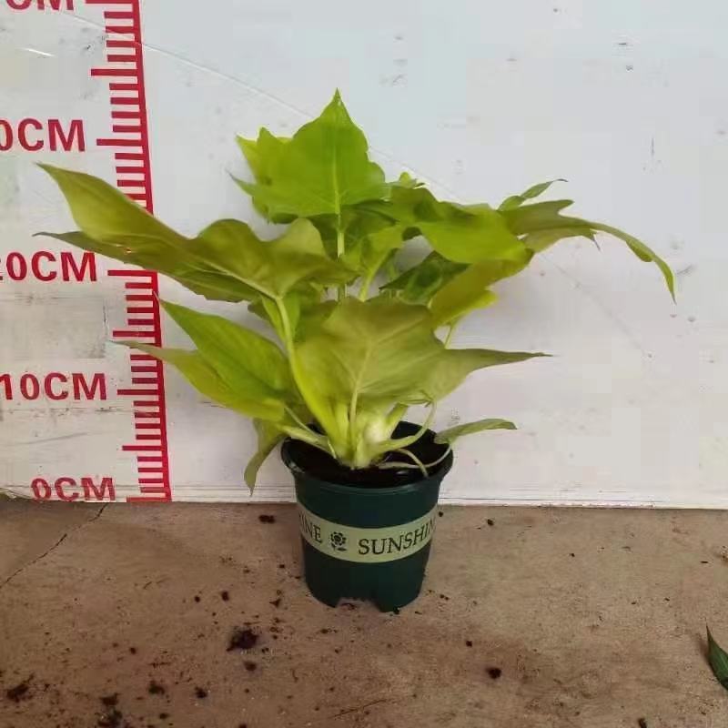 春雨（黄金春雨）基地直销观叶绿植盆栽全国一件代发物美价廉