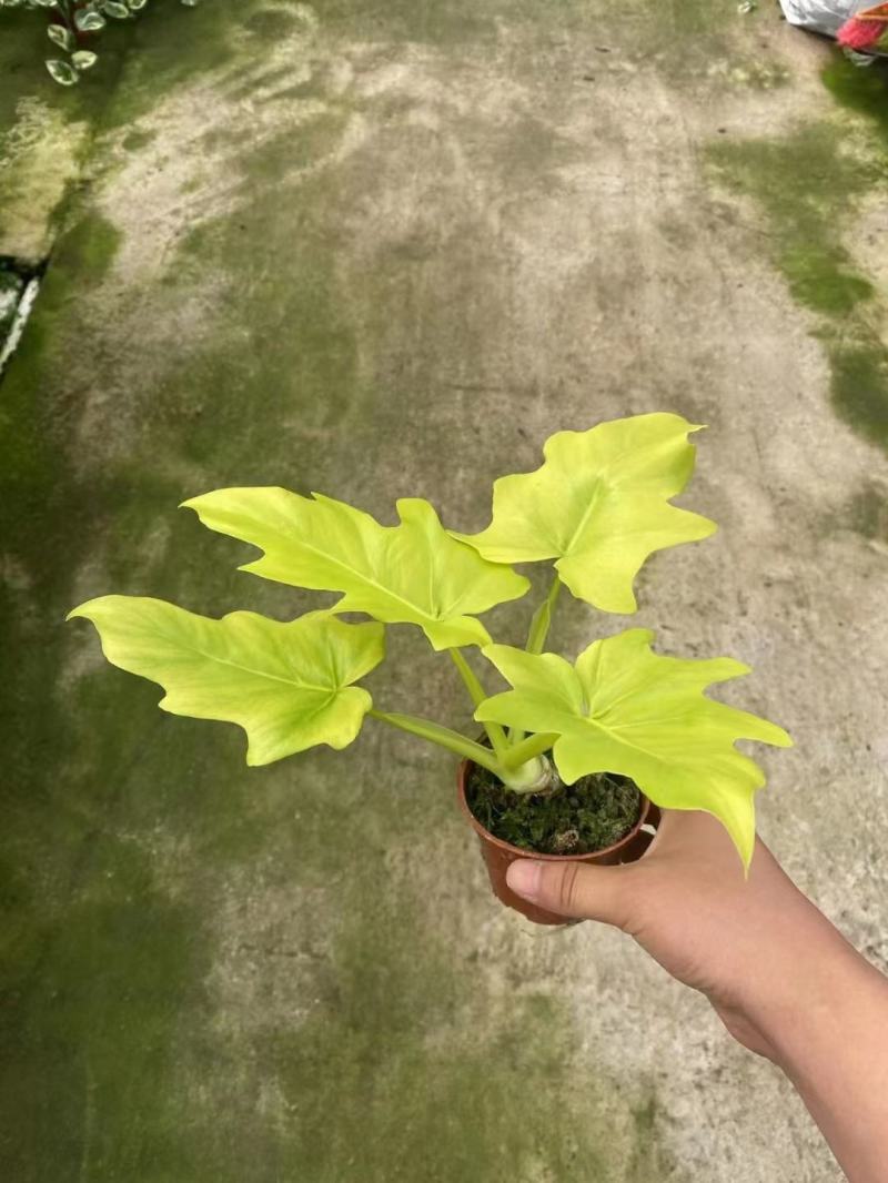 春雨（黄金春雨）基地直销观叶绿植盆栽全国一件代发物美价廉