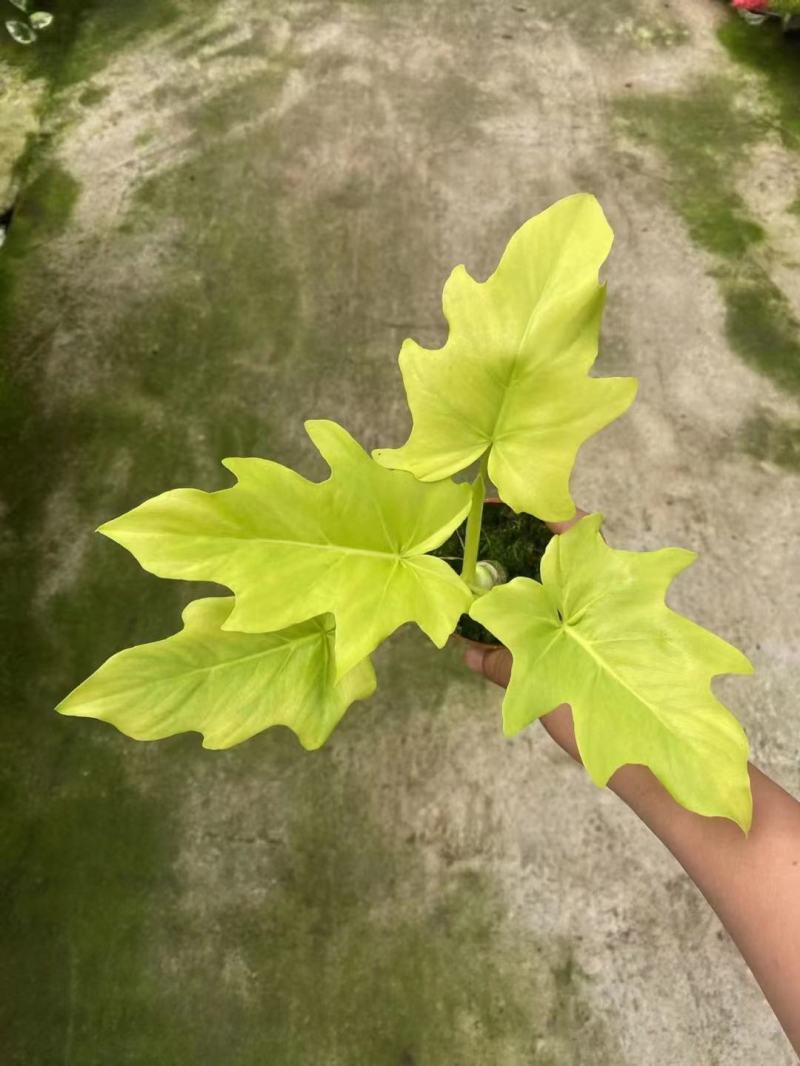 春雨（黄金春雨）基地直销观叶绿植盆栽全国一件代发物美价廉