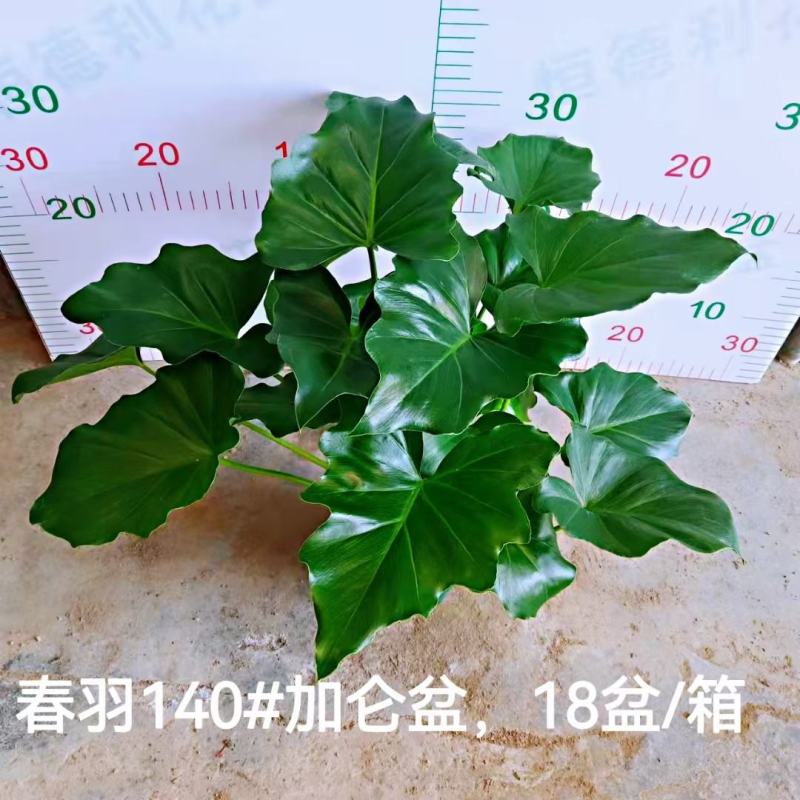 春雨（黄金春雨）基地直销观叶绿植盆栽全国一件代发物美价廉