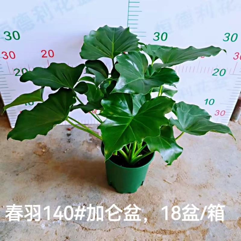 春雨（黄金春雨）基地直销观叶绿植盆栽全国一件代发物美价廉