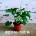 春雨（黄金春雨）基地直销观叶绿植盆栽全国一件代发物美价廉