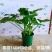 春雨（黄金春雨）基地直销观叶绿植盆栽全国一件代发物美价廉